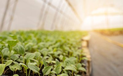 Agricultura inteligente: como o IoT permite automatizar e otimizar a gestão de estufas