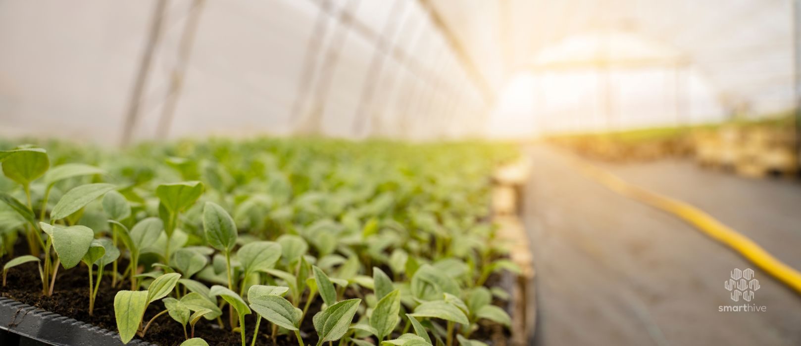 Estufas Estufa inteligente com sensores IoT para monitorização e automação das condições de cultivo